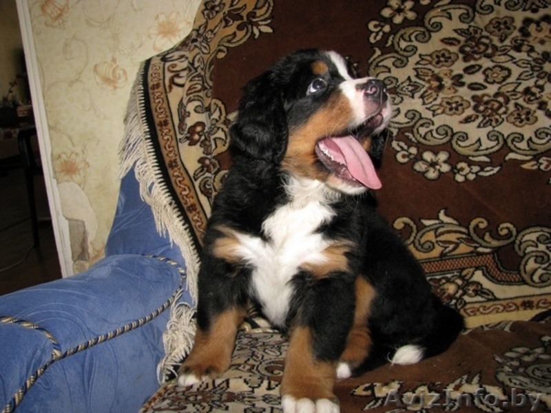 Щенки бернского зенненхунда от титулованных родителей - Изображение #4, Объявление #341507