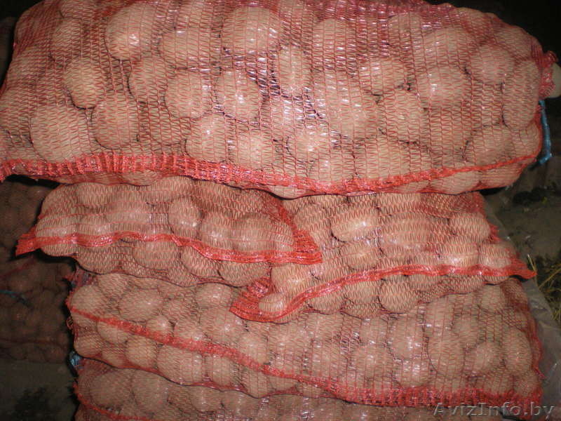 овощи оптом собственного производства - Изображение #2, Объявление #601903