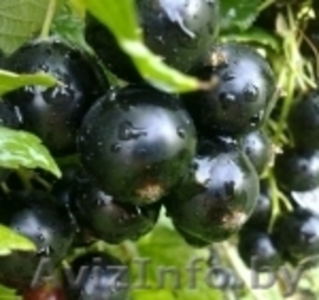 саженцы черной смородины, малины, клубники - Изображение #1, Объявление #759736