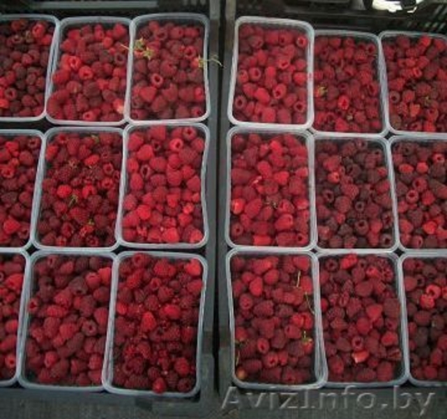 саженцы черной смородины, малины, клубники - Изображение #3, Объявление #759736