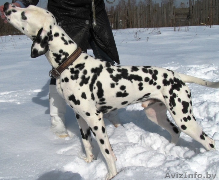 Далматин ищет подругу для вязки - Изображение #2, Объявление #879106