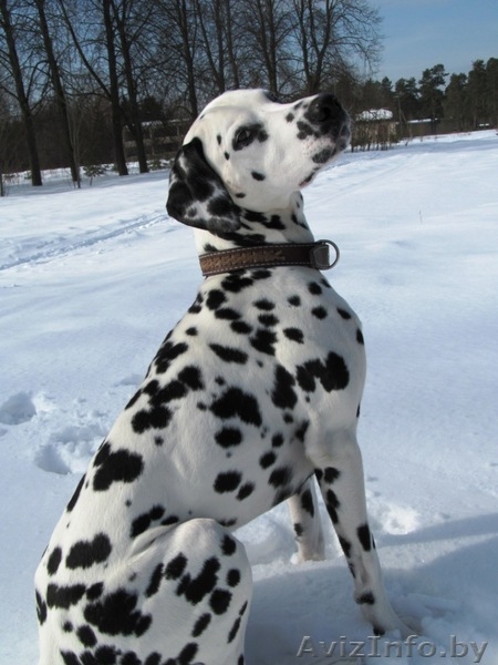 Далматин ищет подругу для вязки - Изображение #1, Объявление #879106