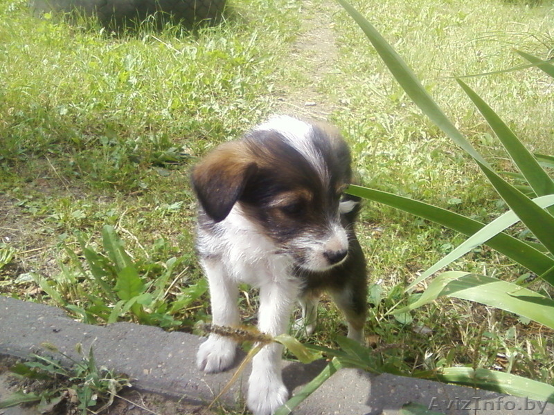 маленькая красотлька Молли в дар - Изображение #1, Объявление #947479