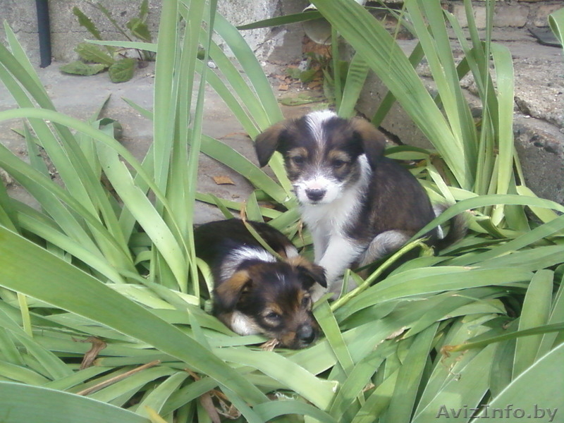 маленькая красотлька Молли в дар - Изображение #2, Объявление #947479