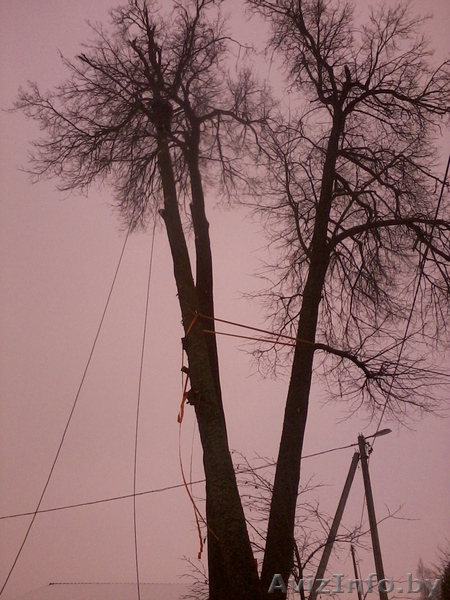 Обрезка деревьев (формовочная, санитарная, утилитарная).  - Изображение #3, Объявление #1053419