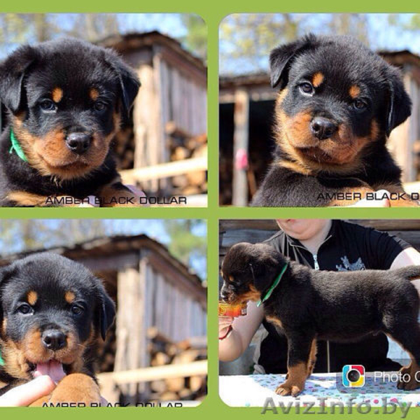 Очаровательные малыши ротвейлеров ищут себе самых лучших родителей!!! - Изображение #3, Объявление #1097206
