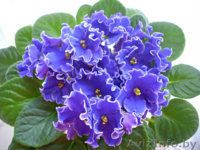 Фиалки сортовые - черенки, детки. - Изображение #1, Объявление #742350