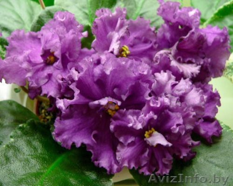 Фиалки сортовые - черенки, детки. - Изображение #3, Объявление #742350