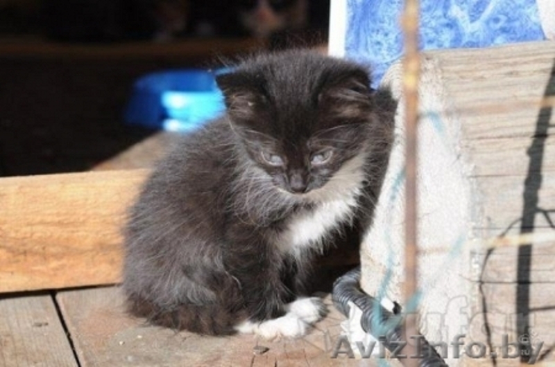 Милый котенок в добрые руки  - Изображение #2, Объявление #1129210