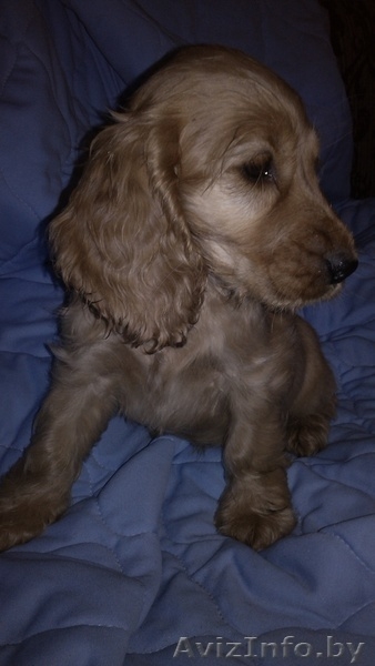 Щенки аглийского кокер спаниеля с родословной - Изображение #3, Объявление #1136556