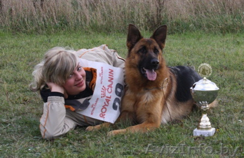 Элитные щенки немецкой овчарки из племенного питомника "Ад Астра Глория" - Изображение #3, Объявление #1149000