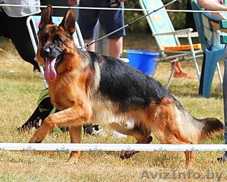Элитные щенки немецкой овчарки из племенного питомника "Ад Астра Глория" - Изображение #1, Объявление #1149000