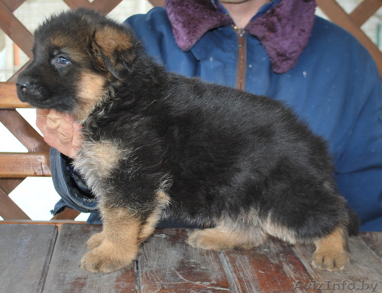 немецкая овчарка, щенки из племенного питомника  - Изображение #5, Объявление #1149007