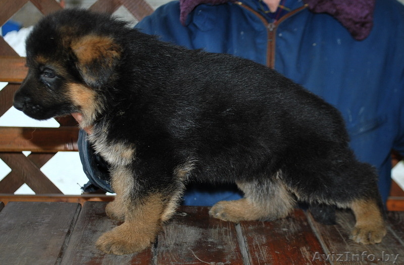 Элитные щенки немецкой овчарки из племенного питомника "Ад Астра Глория" - Изображение #2, Объявление #1149000
