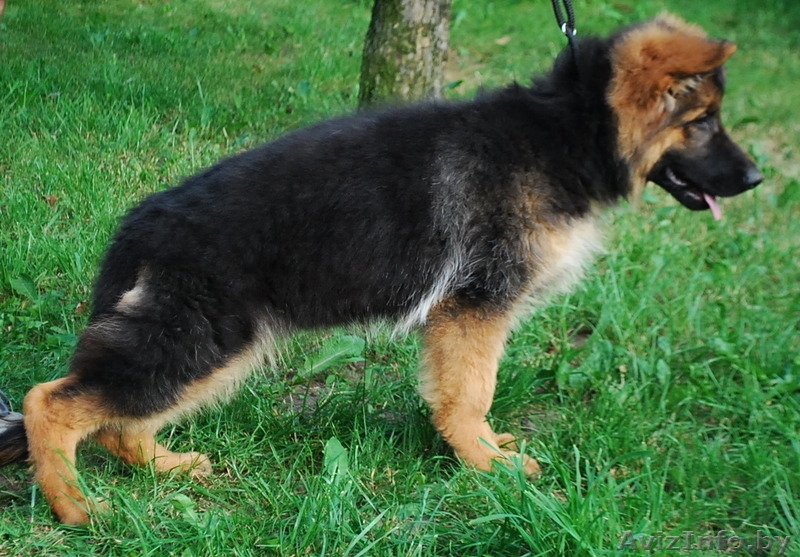немецкая овчарка, щенки из племенного питомника  - Изображение #4, Объявление #1149007