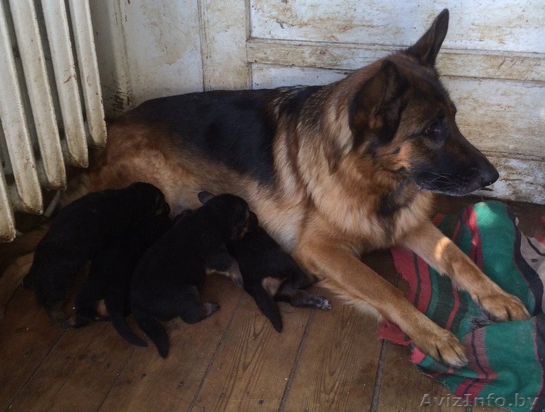 немецкая овчарка, щенки из племенного питомника  - Изображение #3, Объявление #1149007