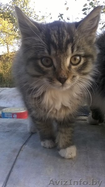 Котенок-мальчик в добрые и заботливые руки. - Изображение #3, Объявление #1159157