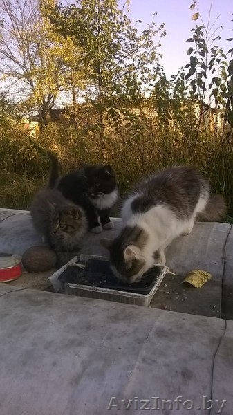 Котенок-мальчик в добрые и заботливые руки. - Изображение #1, Объявление #1159157