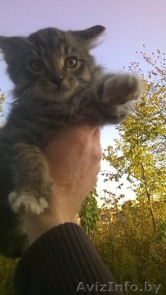 Котенок-мальчик в добрые и заботливые руки. - Изображение #5, Объявление #1159157