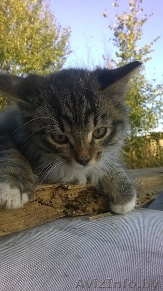 Котенок-мальчик в добрые и заботливые руки. - Изображение #6, Объявление #1159157