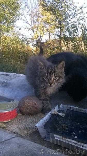 Котенок-мальчик в добрые и заботливые руки. - Изображение #7, Объявление #1159157