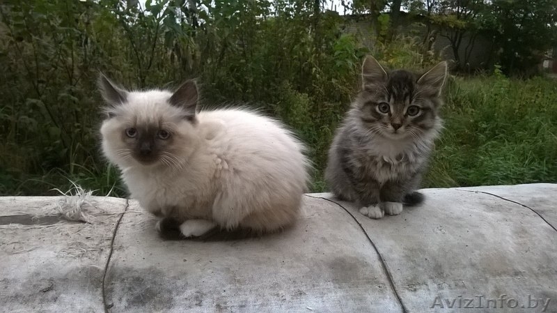 Котенок-мальчик в добрые и заботливые руки. - Изображение #2, Объявление #1159157