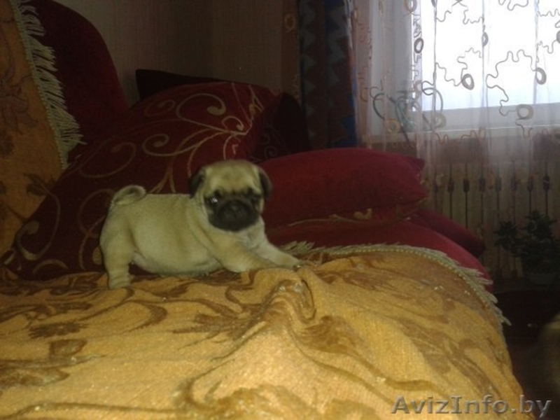 продается девочка мопса - Изображение #1, Объявление #1181619