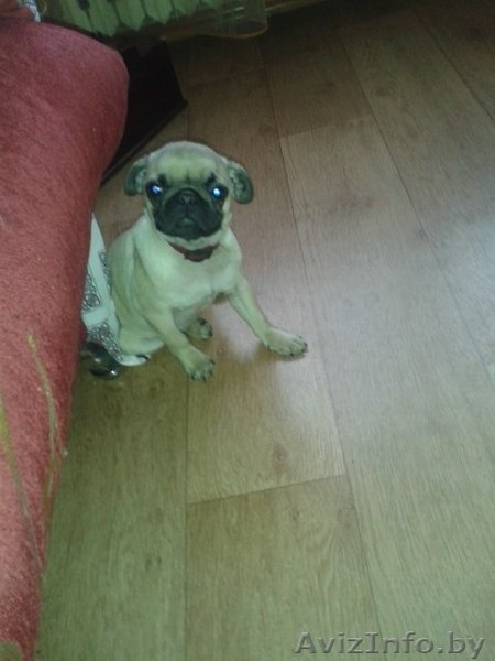 продается девочка мопса - Изображение #2, Объявление #1181619