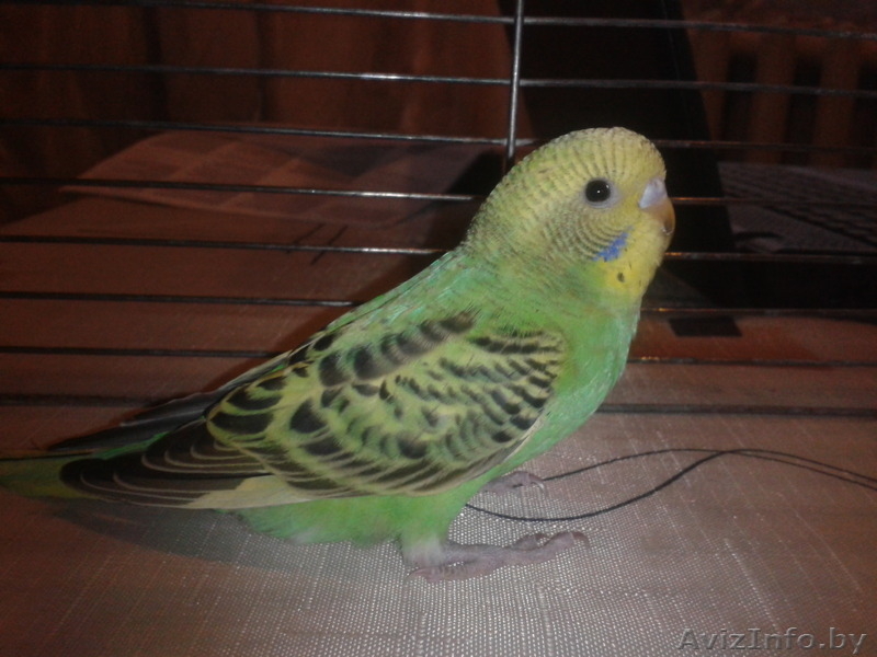 Волнистые попугайчики - Изображение #1, Объявление #1215844