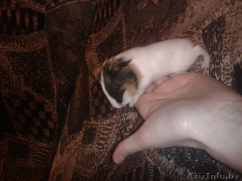 Милые морские свинки - Изображение #1, Объявление #1215845