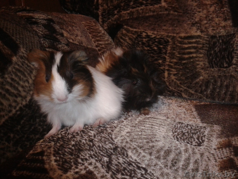 Милые морские свинки - Изображение #3, Объявление #1215845