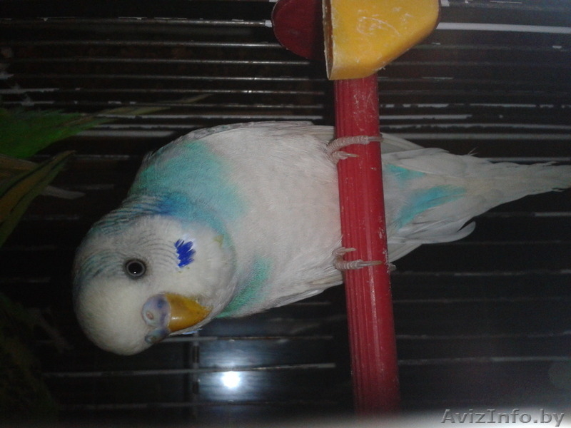 Волнистые попугайчики - Изображение #2, Объявление #1215844