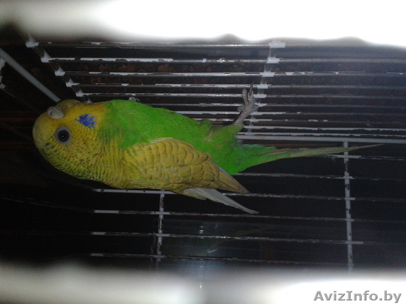 Волнистые попугайчики - Изображение #5, Объявление #1215844