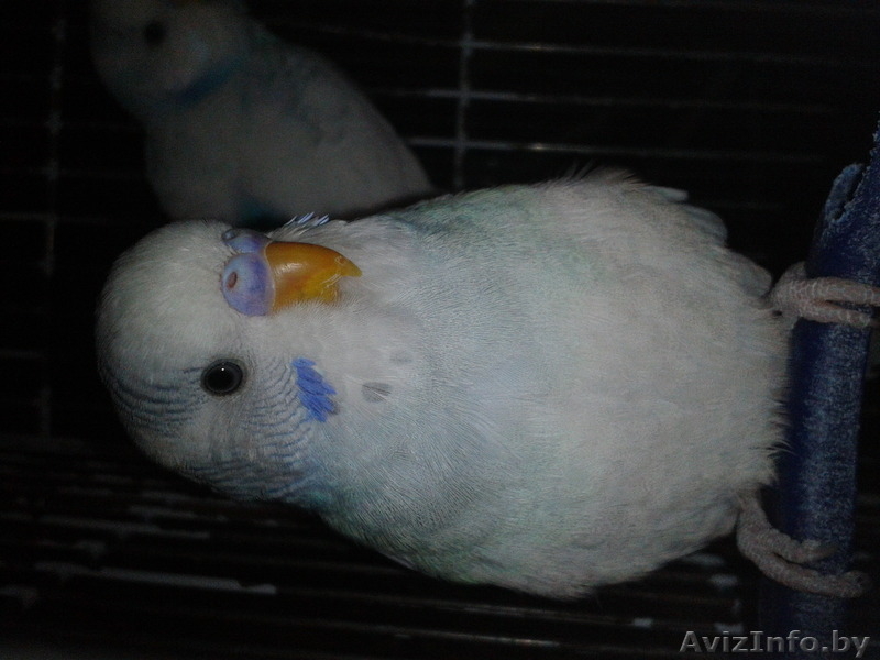 Волнистые попугайчики - Изображение #6, Объявление #1215844