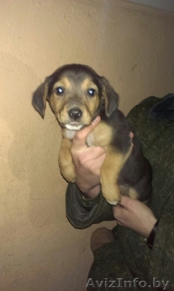 Ищут доv малыши - Изображение #2, Объявление #1217971