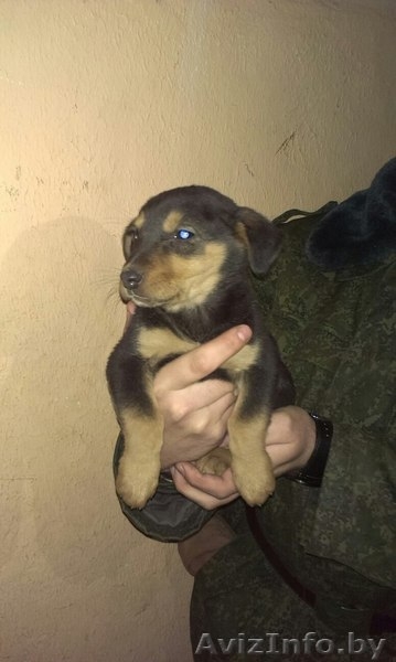 Ищут доv малыши - Изображение #3, Объявление #1217971