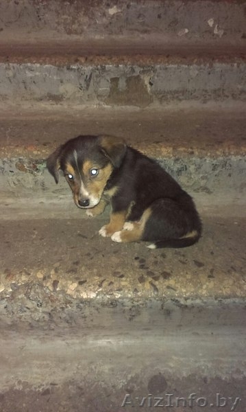 Ищут доv малыши - Изображение #1, Объявление #1217971