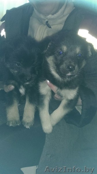 Малыши ждут своих хозяев,что бы стать для них  верными друзьями и защитниками  - Изображение #1, Объявление #1214424