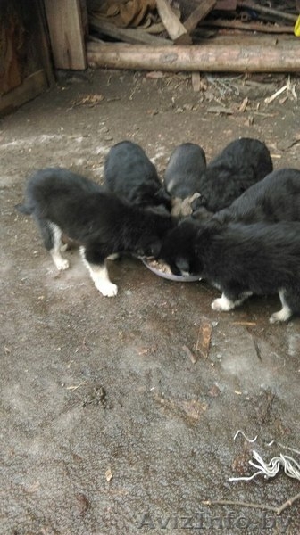 Малыши ждут своих хозяев,что бы стать для них  верными друзьями и защитниками  - Изображение #3, Объявление #1214424