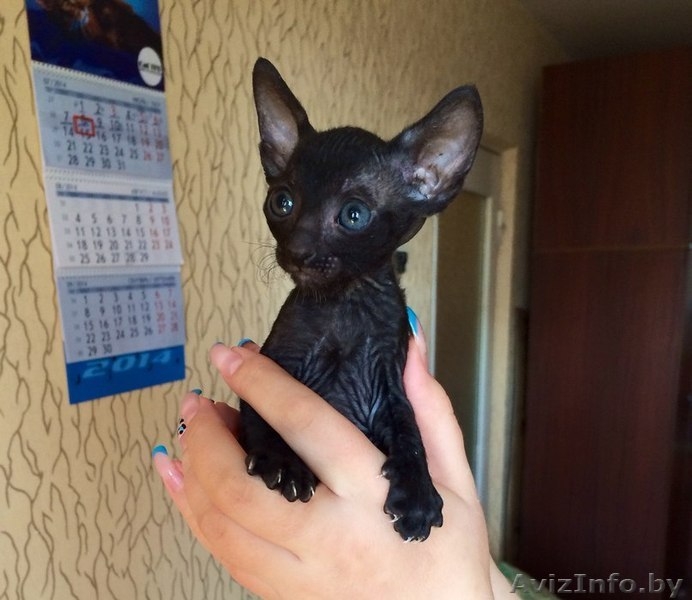 Королевские котята корниш-рекс - Изображение #2, Объявление #1297168