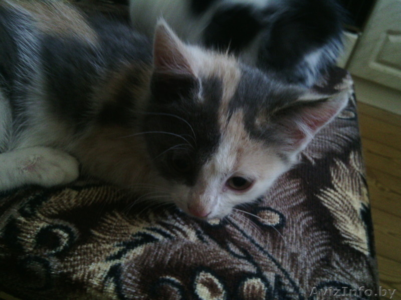 Отдам котят (котёнка) - Изображение #1, Объявление #1297042