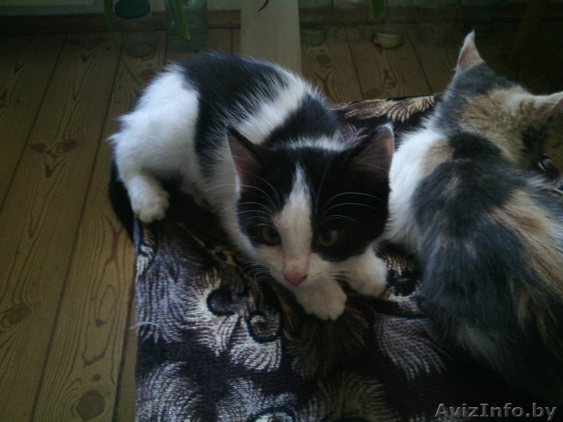 Отдам котят (котёнка) - Изображение #2, Объявление #1297042