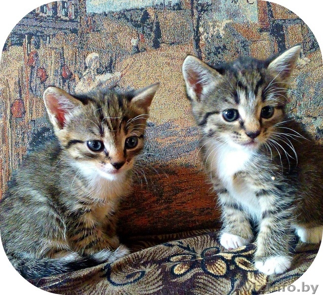 За-мур-чательные котята в дар! - Изображение #3, Объявление #1309874