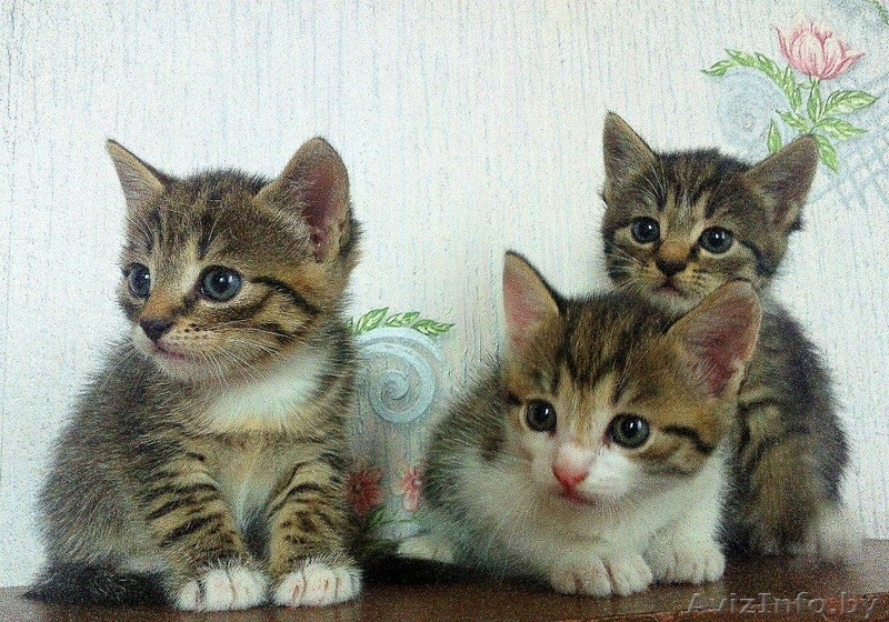 За-мур-чательные котята в дар! - Изображение #1, Объявление #1309874