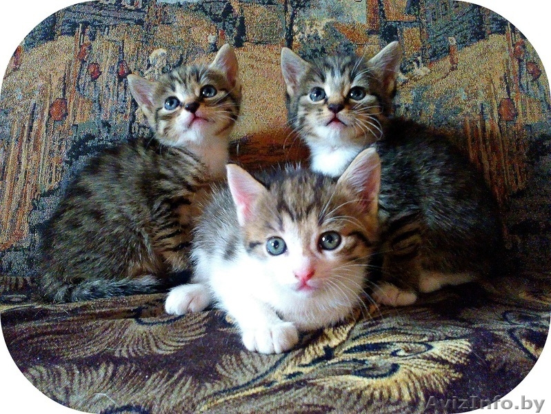 За-мур-чательные котята в дар! - Изображение #4, Объявление #1309874