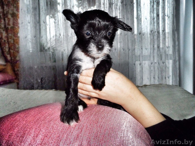 Продам щенков китайской хохлатой - Изображение #1, Объявление #1355028