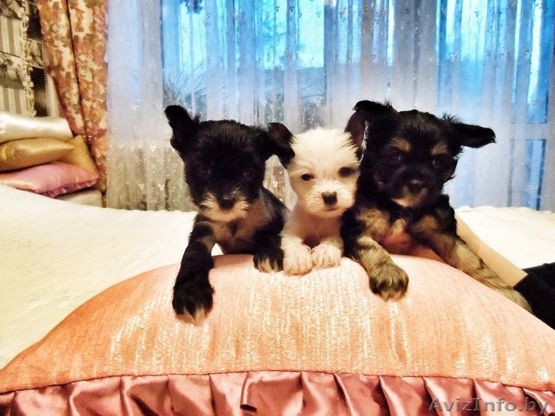 Продам щенков китайской хохлатой - Изображение #7, Объявление #1355028