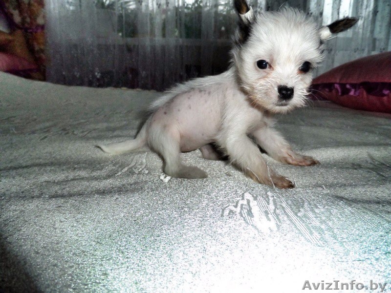 Продам щенков китайской хохлатой - Изображение #4, Объявление #1355028