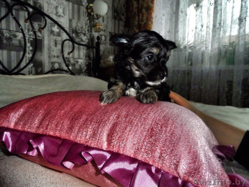 Продам щенков китайской хохлатой - Изображение #5, Объявление #1355028