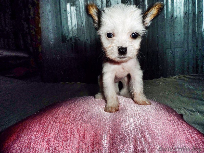 Продам щенков китайской хохлатой - Изображение #3, Объявление #1355028